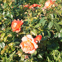 Image showing A rose