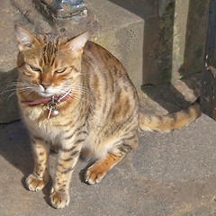 Image showing Cat