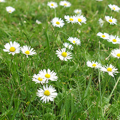 Image showing Daisy flower