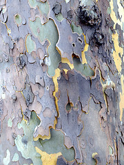 Image showing Bark picture