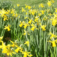 Image showing Daffodils picture