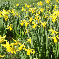 Image showing Daffodils