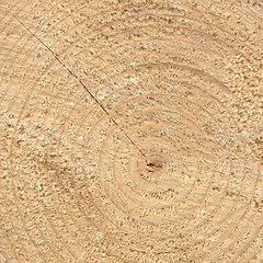 Image showing Wood rings