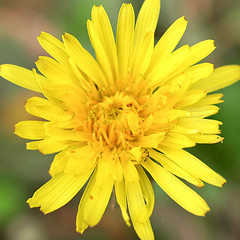 Image showing Chicory flower