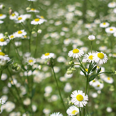 Image showing Daisy picture