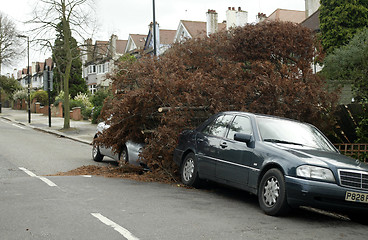 Image showing Fallen Tree in Windy Weather