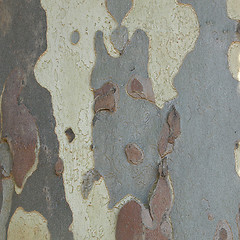 Image showing Bark picture