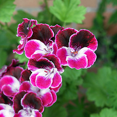 Image showing Geranium