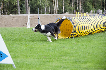 Image showing dog out of tires