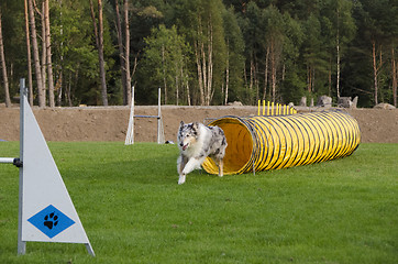 Image showing dog in action