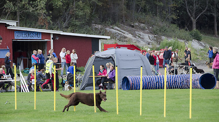 Image showing dog in action