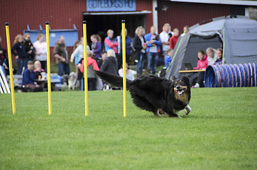 Image showing dog in action