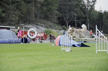 Image showing Jumping dog