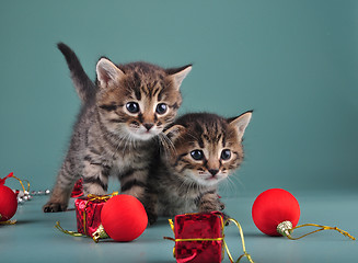 Image showing Christmas portrait of cute little kittens.