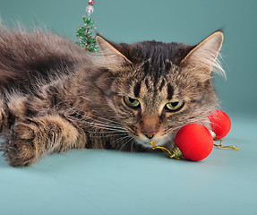 Image showing portrait of a cat among Christmas stuff