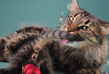 Image showing small  kitten with mother cat  among Christmas stuff