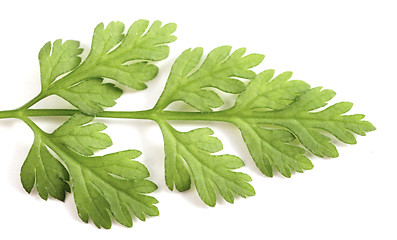 Image showing Chervil leaf macro