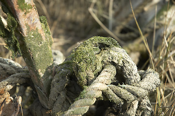 Image showing Old rope