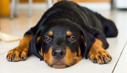 Image showing Rottweiler Puppy