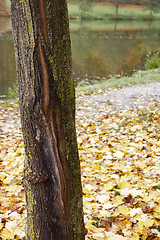 Image showing autumn scenery