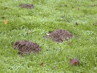 Image showing molehills