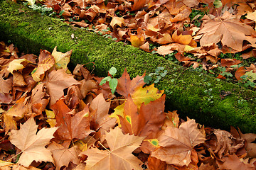 Image showing autumn leaves