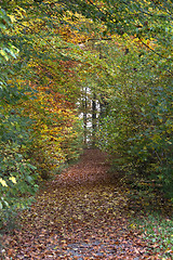 Image showing autumn forest scenery