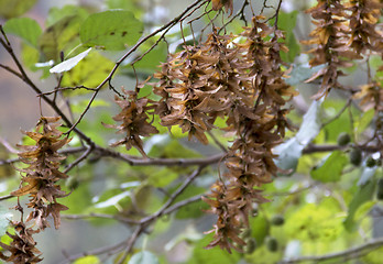 Image showing hornbeam seeds detail