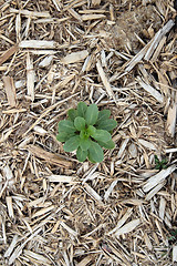 Image showing Little green plant growing through sawdust