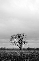 Image showing Lonely tree in a spring field