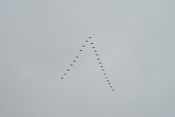 Image showing Triangular flock of wild birds