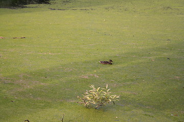 Image showing Duck in green water