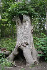 Image showing tree