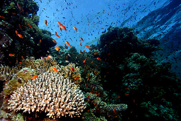Image showing Corall reef Sharm el Sheik