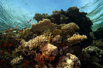 Image showing Corall reef Sharm el sheik