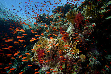 Image showing Corall reef Sharm el sheik