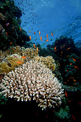 Image showing Corall reef Sharm el sheik