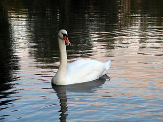 Image showing Swan