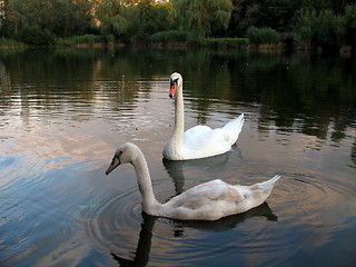 Image showing Swan family