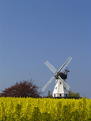 Image showing windmill behind rape