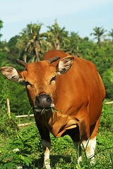 Image showing Cow