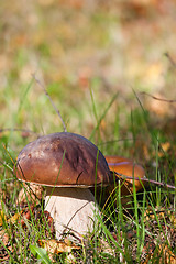 Image showing cep