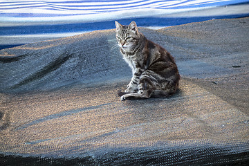 Image showing cat sitting on a boat