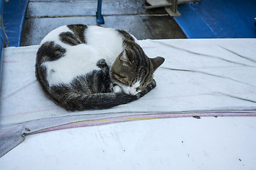 Image showing Sleeping Cat