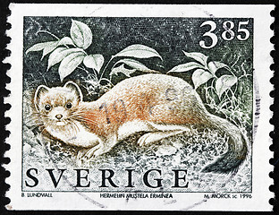 Image showing Stoat Stamp