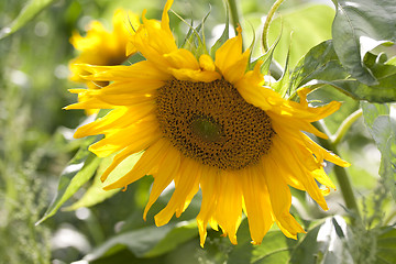 Image showing sun flower