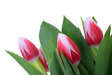 Image showing Flowers, Tulip