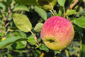 Image showing Apple