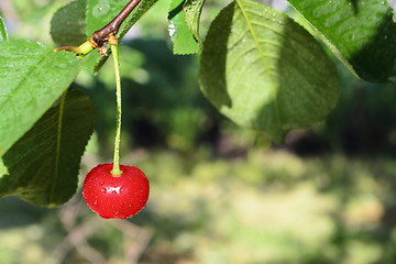 Image showing Cherry