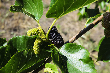 Image showing Mulberry